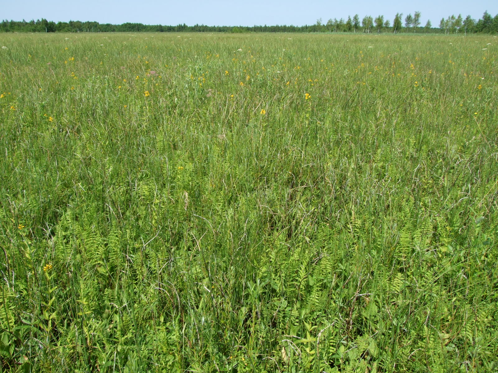 Ławki Marsh